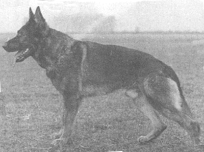 German Shepherd