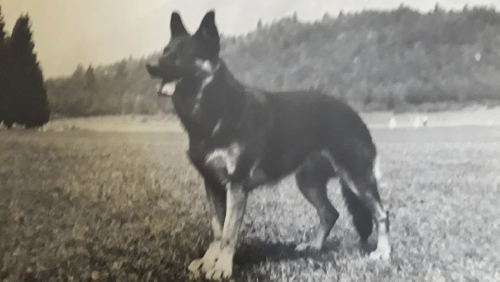 German Shepherd