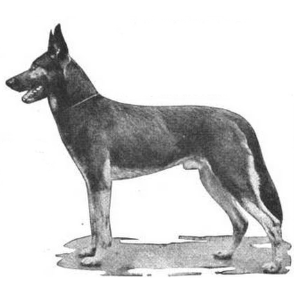 German Shepherd