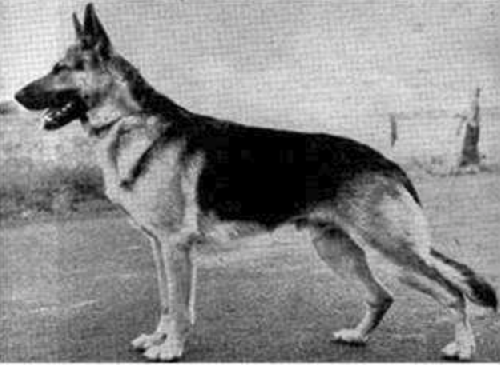 German Shepherd
