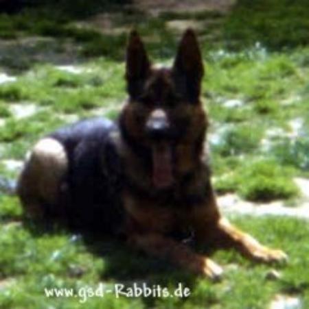 German Shepherd