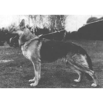German Shepherd
