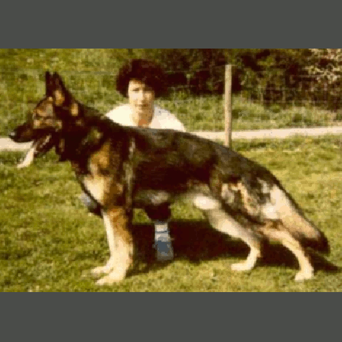 German Shepherd