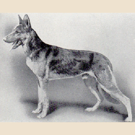 German Shepherd