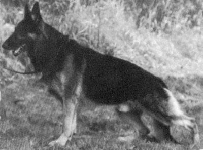 German Shepherd