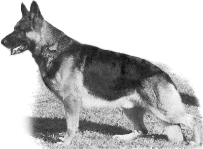German Shepherd