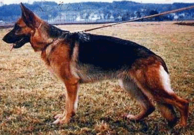 German Shepherd