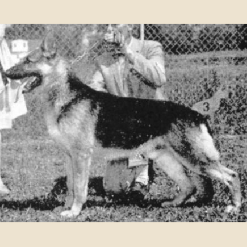German Shepherd