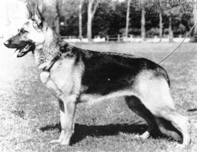 German Shepherd