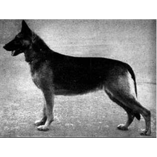 German Shepherd