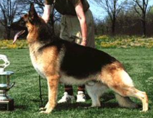 German Shepherd