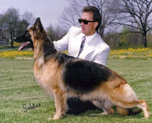 German Shepherd
