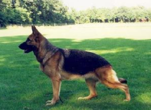 German Shepherd
