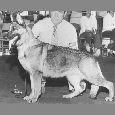 German Shepherd