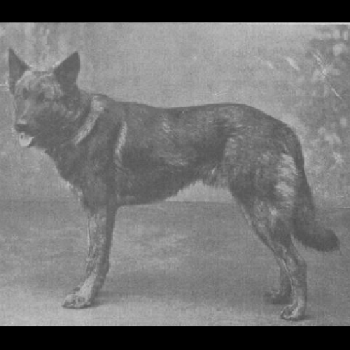 German Shepherd