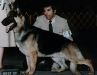 German Shepherd