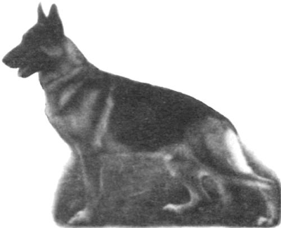 German Shepherd