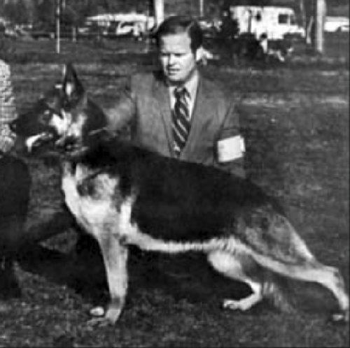 German Shepherd