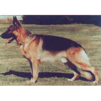 German Shepherd