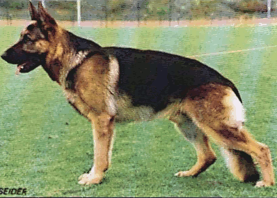 German Shepherd