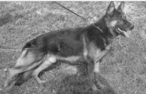 German Shepherd