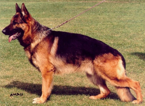 German Shepherd