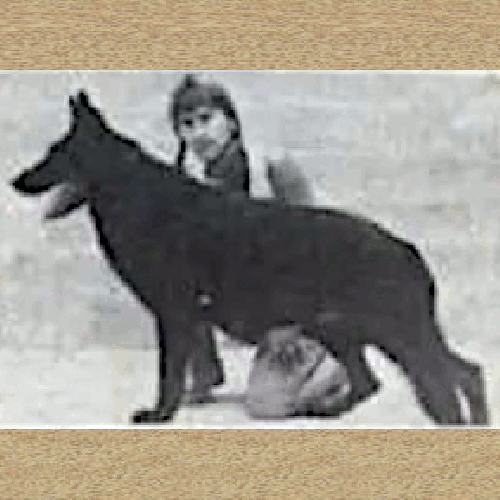 German Shepherd