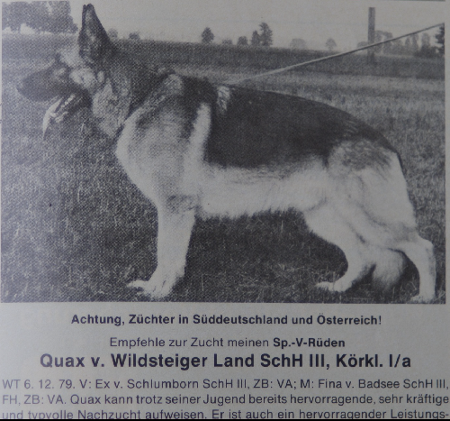 German Shepherd