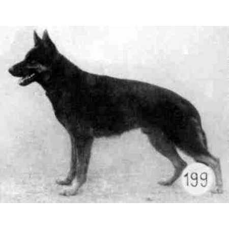 German Shepherd