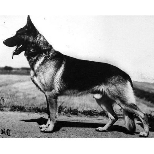 German Shepherd