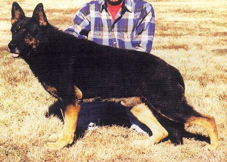 German Shepherd