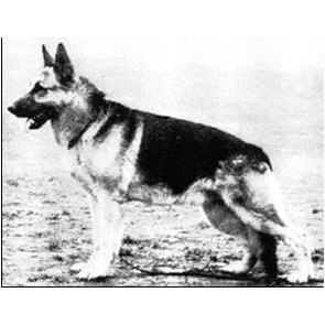 German Shepherd