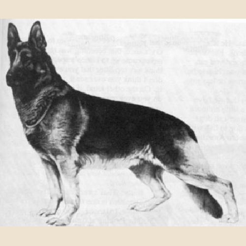 German Shepherd