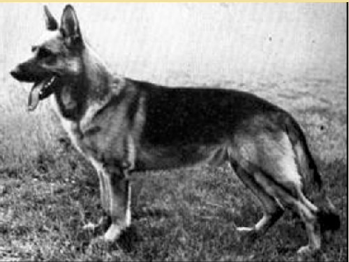 German Shepherd