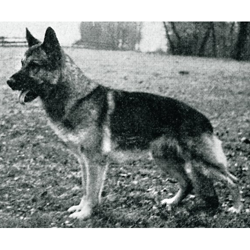 German Shepherd
