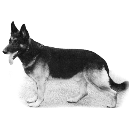 German Shepherd