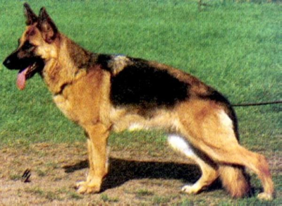 German Shepherd