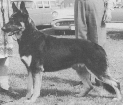 German Shepherd