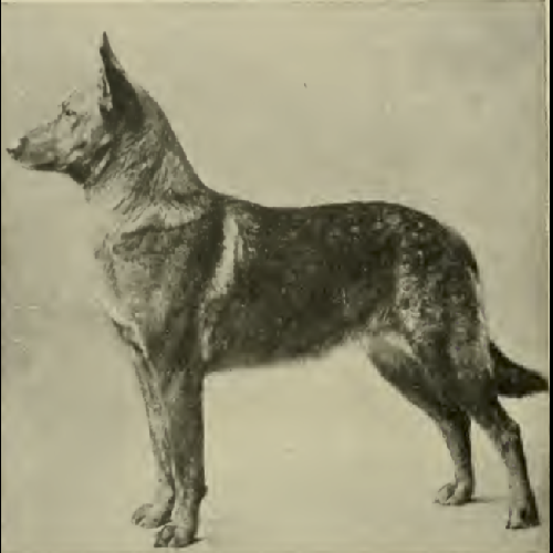 German Shepherd