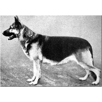 German Shepherd