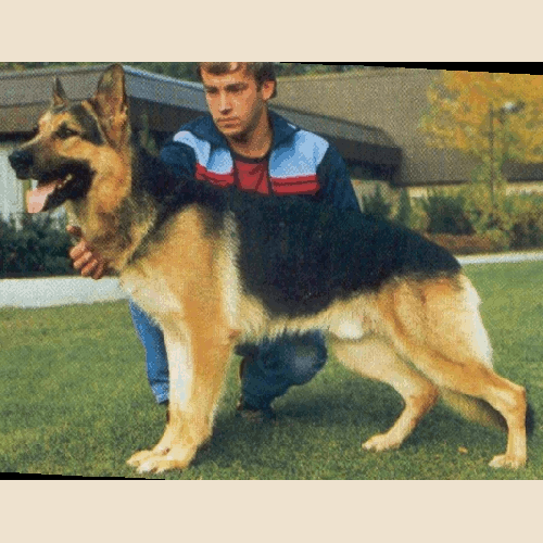 German Shepherd