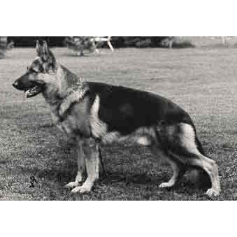 German Shepherd