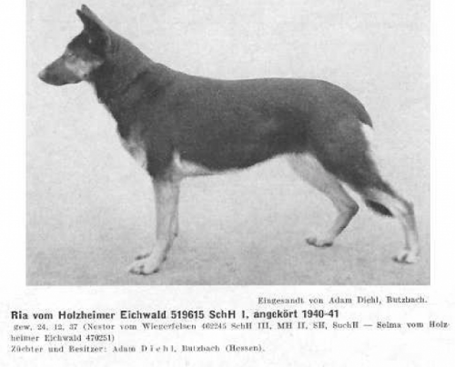 German Shepherd