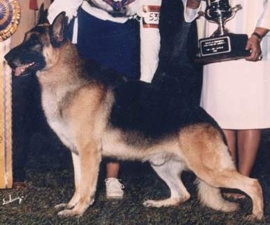 German Shepherd