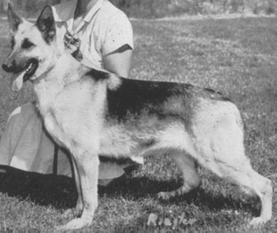 German Shepherd