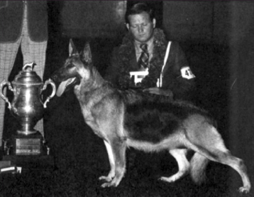 German Shepherd