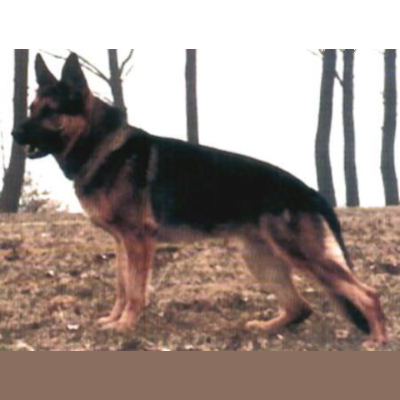 German Shepherd