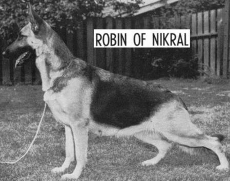 German Shepherd