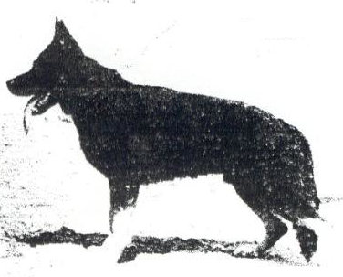 German Shepherd