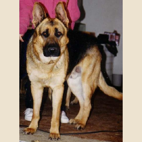German Shepherd